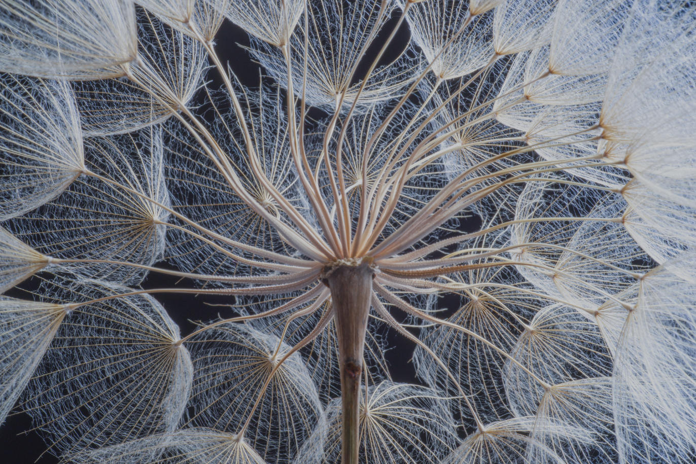 A close-up of a dandelion with seeds, showcasing the delicate beauty of nature's dispersal mechanism.