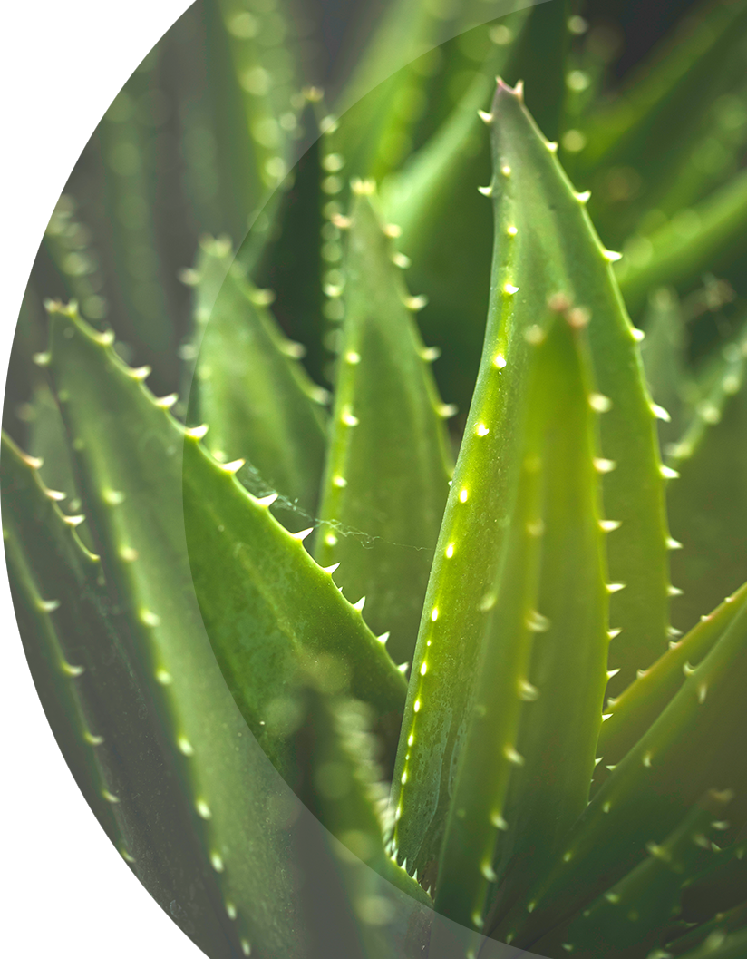 spikey aloe as a metaphor for protection and cyber security